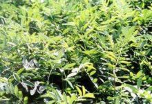 通渭红豆草 - 识趣