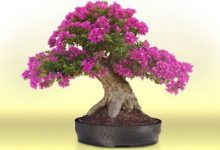 三角梅的造型方法之硬枝整形 - 识趣