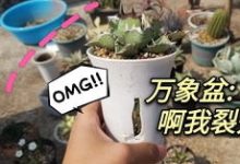 龟甲龙种子怎么播种 - 识趣