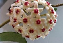 多吃胡萝卜肺部更年轻 - 识趣