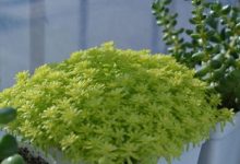 黄金万年草怎么爆盆 - 识趣