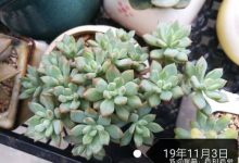 小美女多肉怎么养 - 识趣