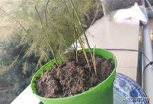 文竹几月份发芽,文竹的生长季节在几月份 - 识趣