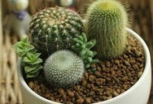 给“仙人球”换盆,用上这个小技巧,能养10年还开花! - 识趣