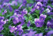 盆栽紫罗兰的花期管理 - 识趣