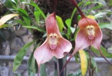 猴面小龙兰怎么繁殖 - 识趣