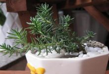 多肉塔松的繁殖方法 - 识趣