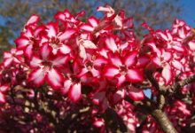 沙漠玫瑰有什么作用 - 识趣