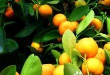 北方盆栽桔子树怎么养,冬天怎么养 - 识趣