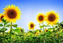 向日葵种子种植哪头朝下 - 识趣