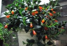 金鱼吊兰能放卧室吗 - 识趣