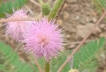 怎么让含羞草长的茂盛，长太高了怎么修剪 - 识趣