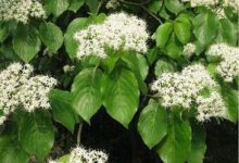 毛梾木的修剪方法 - 识趣