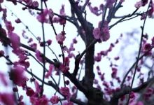 梅花树什么时候种植 冬天寒冷的季节进行 - 识趣