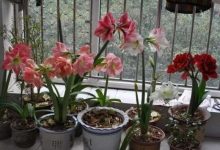 朱顶红种球种植方法 - 识趣